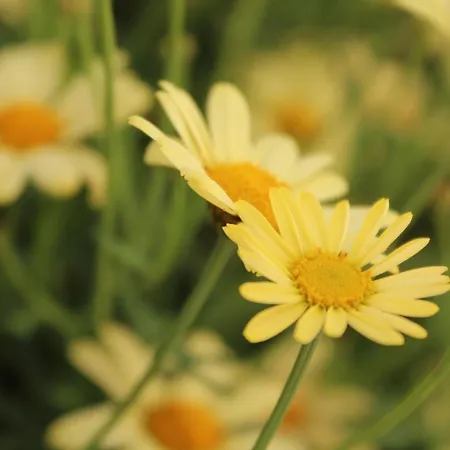 Apartmani Zora Apartman Trogir